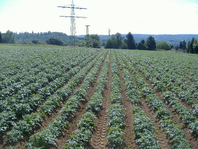 Kartoffelanbau 2014 Kartoffelanbau 2014